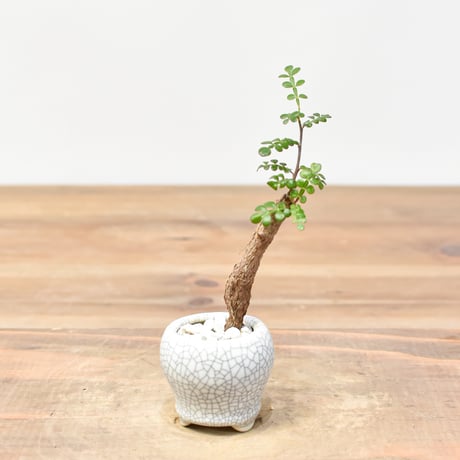 アサノ　デカリー　鉢ごと発送 アサノ様専用 デカリー 鉢ごと発送 - メルカリ