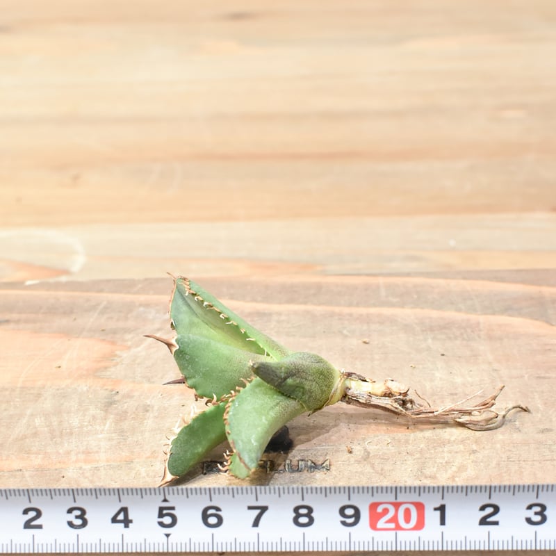 アガベ チタノタ DENNIS040 