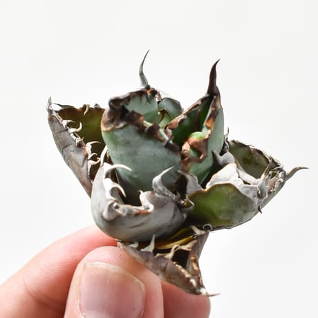 【RAFLUM特選株】アガベ チタノタ ブラックアンドブルー / BB 精品藍球 【台湾 dragon agave産/抜き苗/子株】D DG25010351(T)