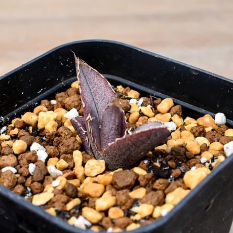 【RAFLUM育成株 5個セット】アガベ Mexico oteroi seeding / オテロイ実生 メキシコ産  【RAFLUM産/実生/子株】C2