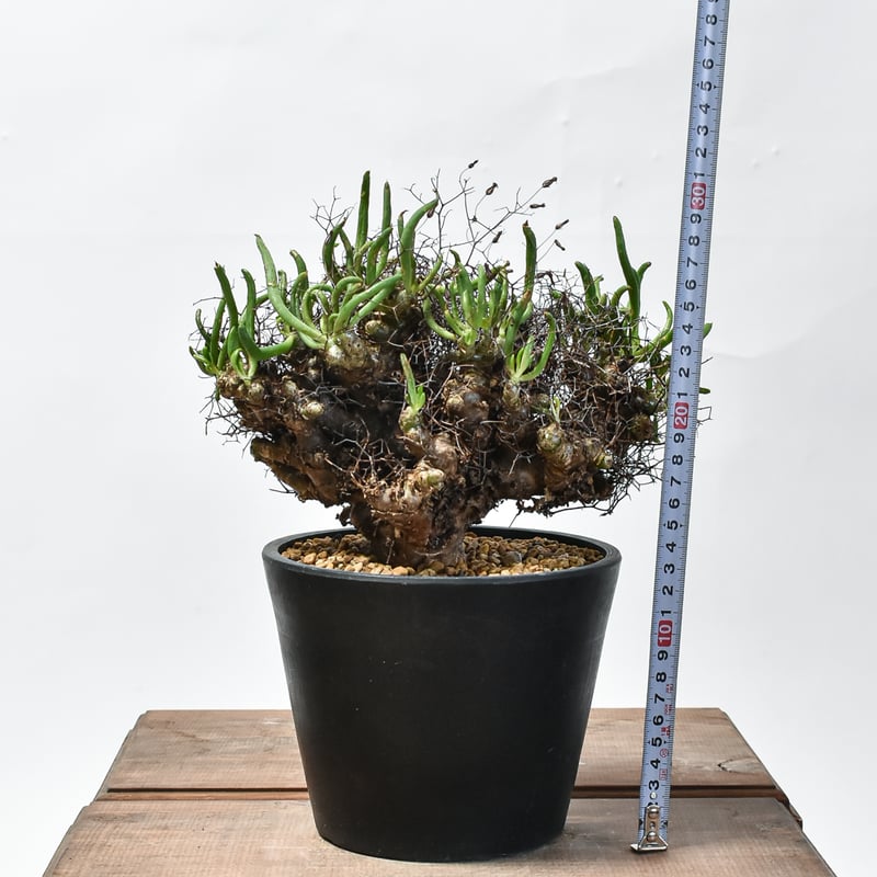 チレコドン レティキュラーツス 