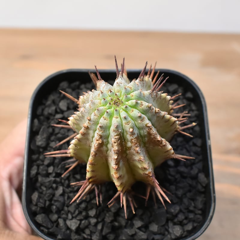 ユーフォルビア ホリダ 