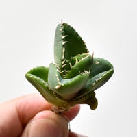 アガベ ブルーエンペラー【超希少種！アガベマクロアカンサ×笹の雪