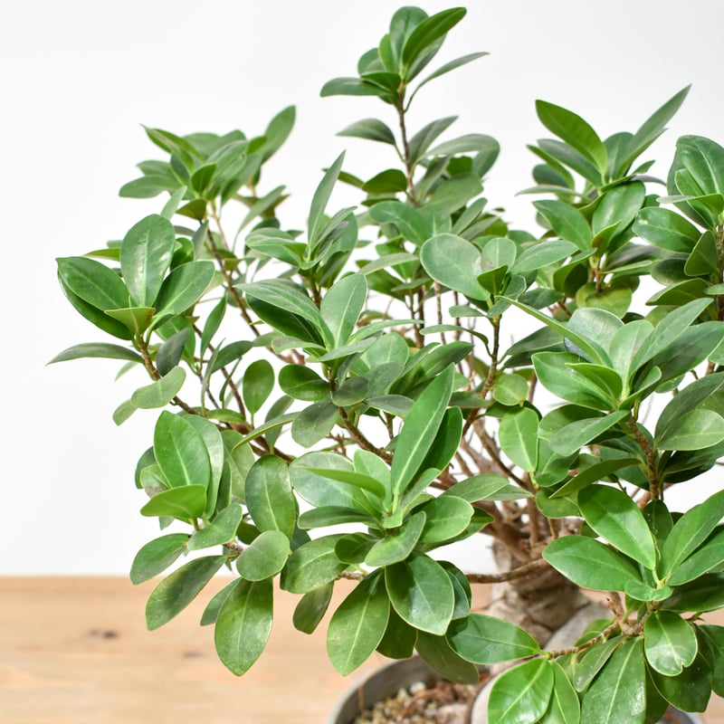 RAFLUMコレクション】フィカス ミクロカルパ 