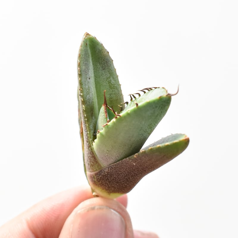 アガベ チタノタ 