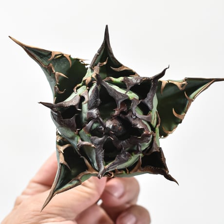 【RAFLUM特選株】アガベ チタノタ チーター "精品猟豹"  【台湾 dragon agave産/中株/抜き苗】DG2402736(T) A