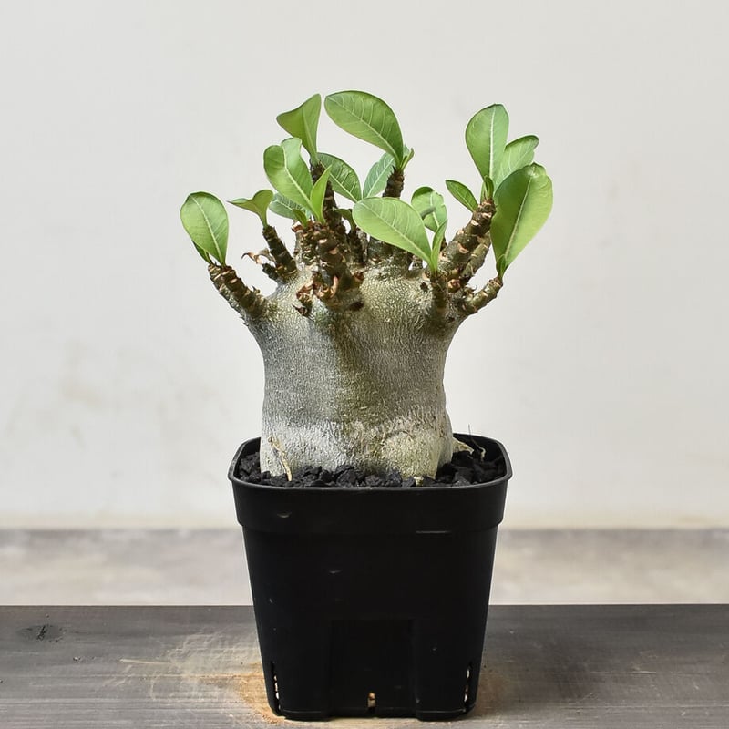 アデニウム アラビカム 