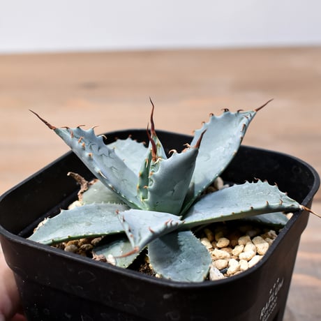 CATEGORY アガベ ハイブリット 象牙妖炎×黑帝斯 / エボリスピナ×ハデス