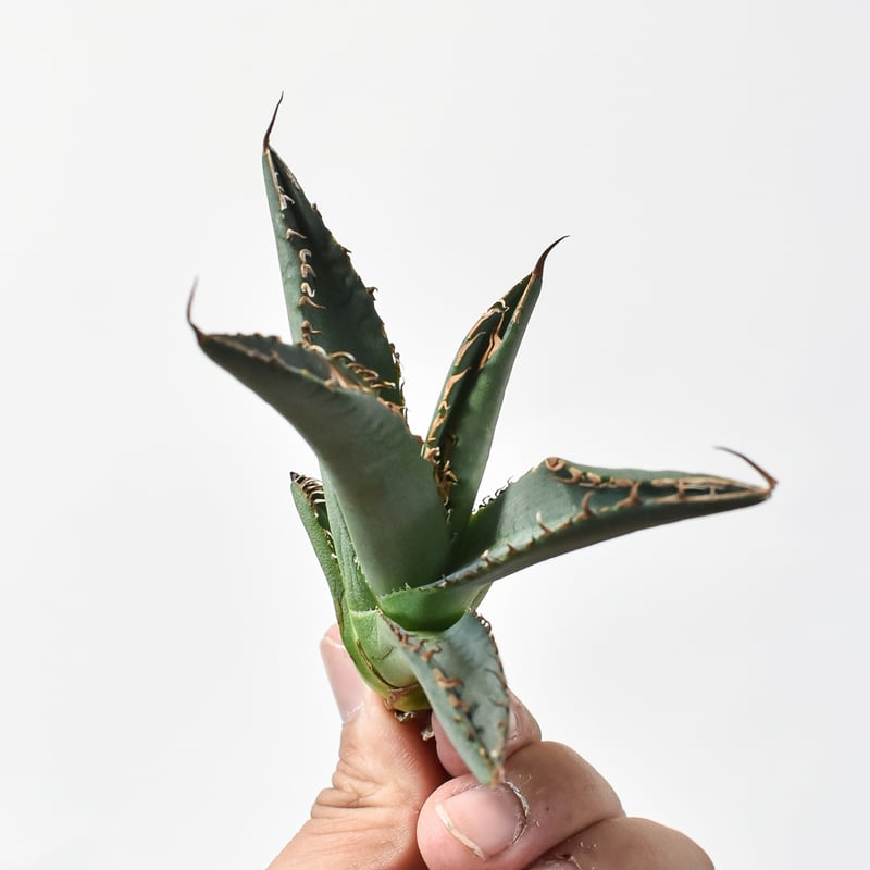 アガベ チタノタ 