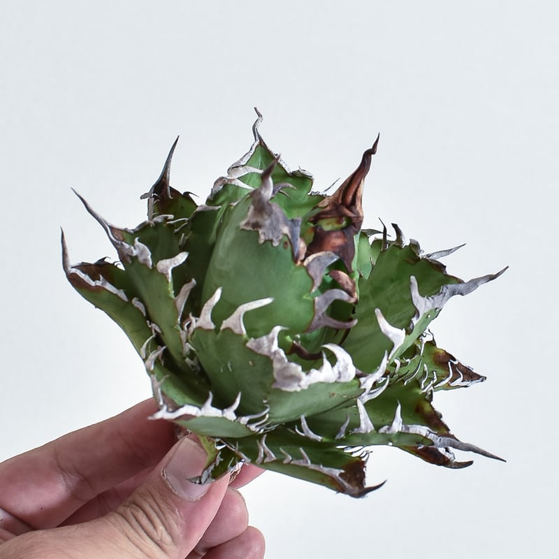 アガベ チタノタ チーター 