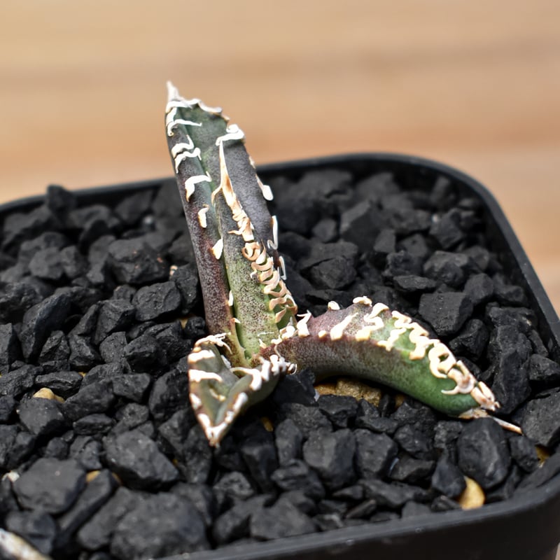 【FJ Agave産】アガベ　白幽霊　台湾ゴジラ　発根済育成株 FJ Agave産】アガベ 白幽霊 台湾ゴジラ 発根済育成株 - メルカリ