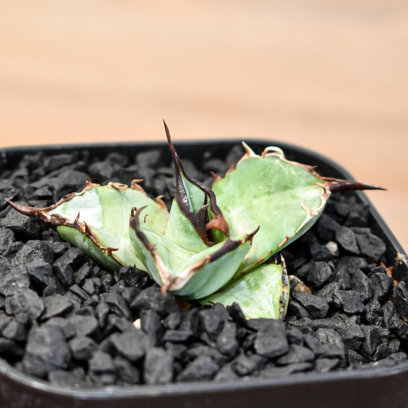 アガベ チタノタ DENNIS B05 【台湾DENNIS産/発根済み/子株】DN24028