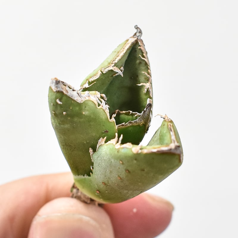 Azemichi 麻花 アガベ Azemichi 麻花 アガベ Azemichi 麻花 アガベ