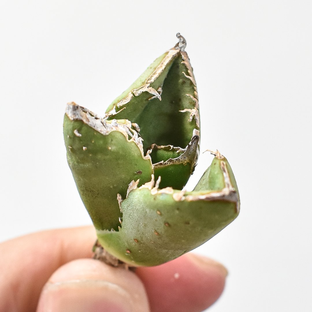 アガベ チタノタ 麻花龍 【台湾 berlin産/子株/抜き苗】 BE2402685 | R