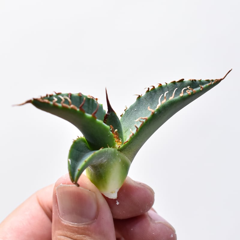 アガベ シチリアーナ 悪魔くん 子株 極上】アガベ 悪魔くん シチリア子株