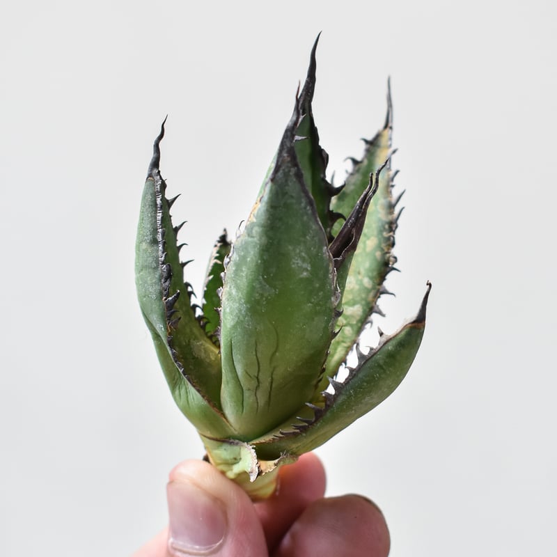 H*o様 【アガベ ホリダ “horrida” 】極上強棘/狂刺/激レア/X-1