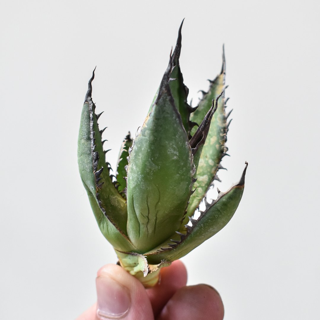 アガベホリダ極上株 Agave horrida No.AHRD022 アガベ ホリダ【早い者