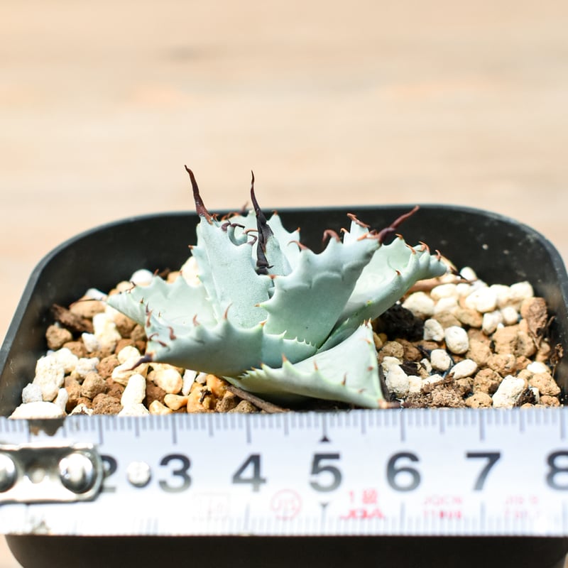 アガベ ハイブリット 雲虎甲蟹×象牙妖炎(モコイシス×陽炎エボリ