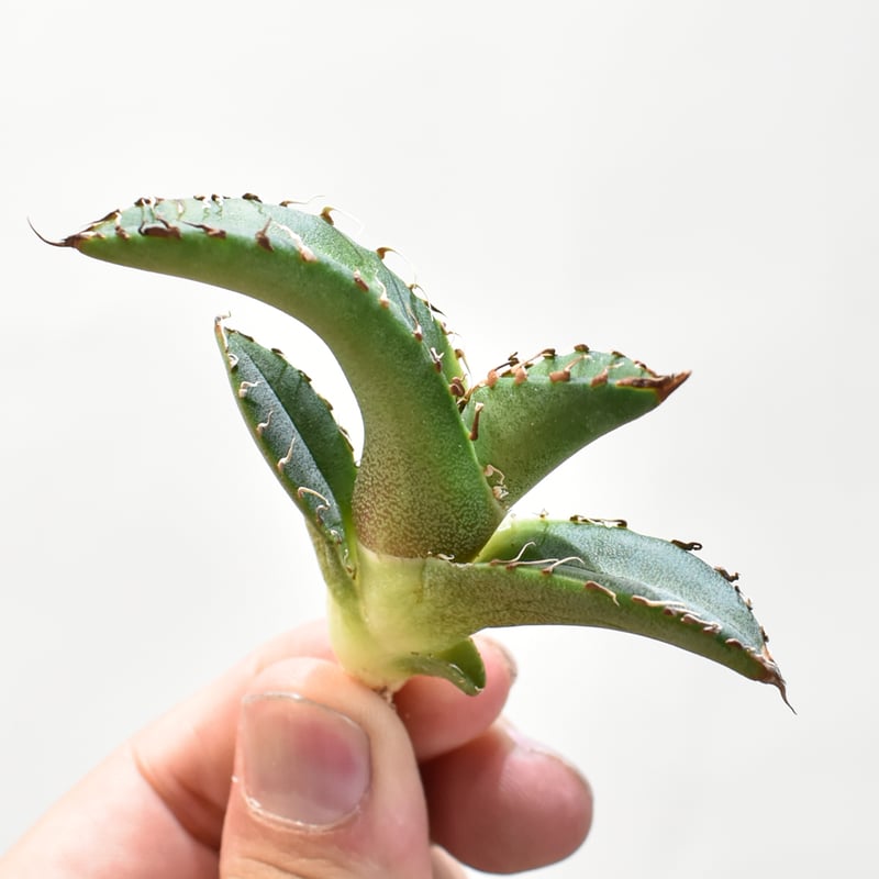 アガベ チタノタ DENNIS 