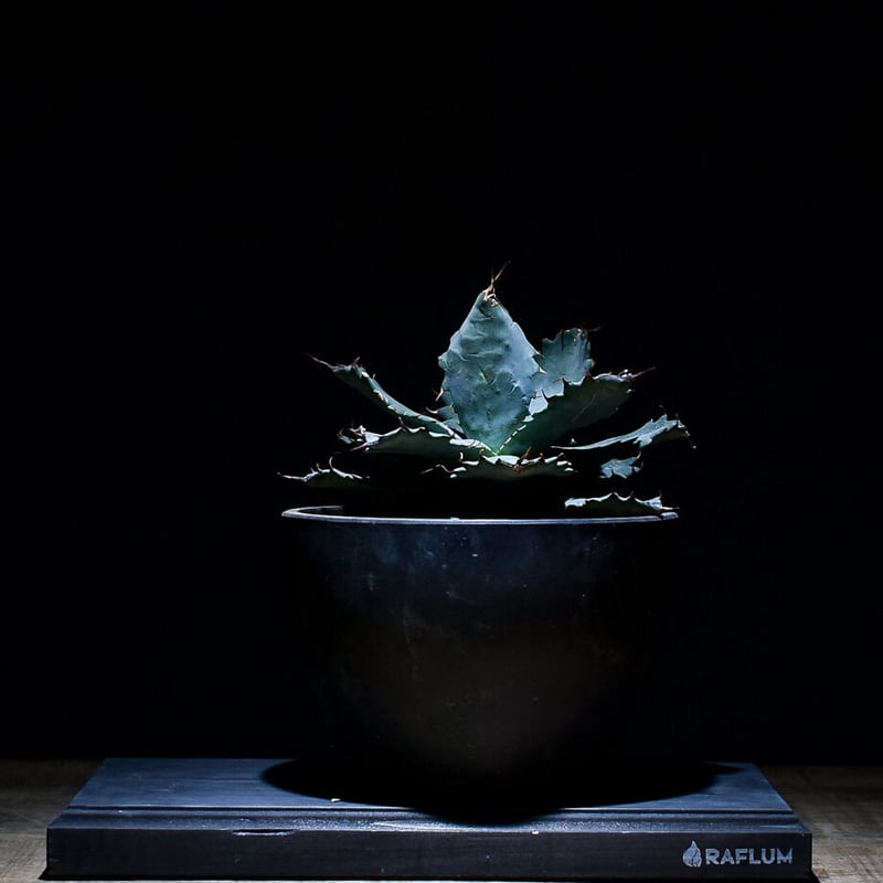 アガベ チタノタ X マルガリータ （発根済）RF22285 | RAFLUM