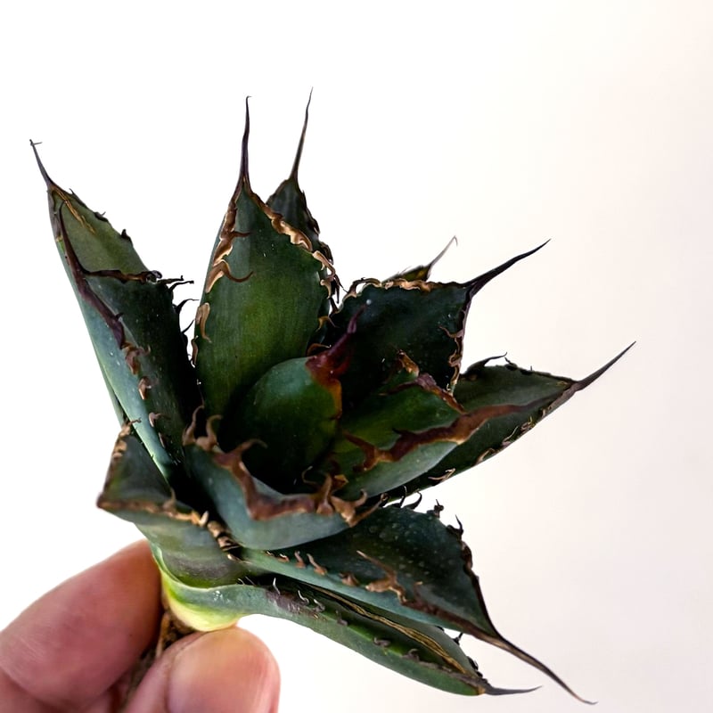 アガベ チタノタ 黒犀牛 超選抜　子株活着済み アガベ チタノタ 黒犀牛 超選抜 子株活着済み アガベ チタノタ