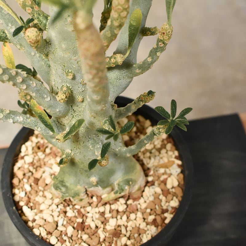 ドルステニア ギガス 発根済み Amazon｜【現品限り】ドルステニア・ギガス ブラータ 挿し木 発