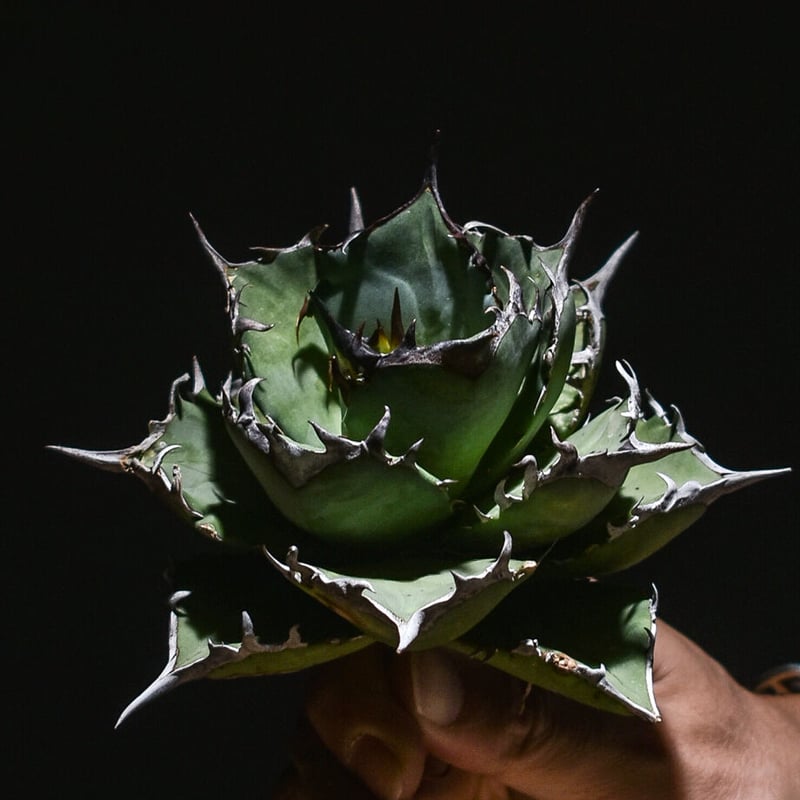 アガベ　チタノタ　鳳凰　フェニックス　#020 アガベ チタノタ 鳳凰 フェニックス #020 アガベ チタノタ フェニックス