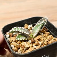 アガベ　チタノタ　精品紅猫　ベルリン　　レッドキャットウィーズル アガベ チタノタ レッドキャットウィーズル / 赤猫 , 紅猫【台湾