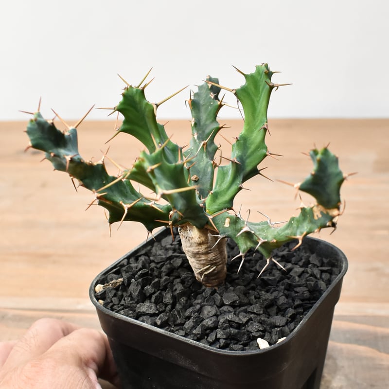 ユーフォルビア クラビゲラ 【実生】 RFHK25011504 | RAFLUM / ラフラ