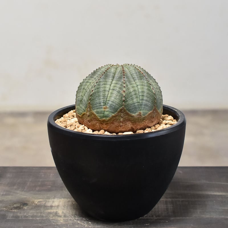 ユーフォルビア オベサ /オールド オベサ （発根済み）RF230394(T