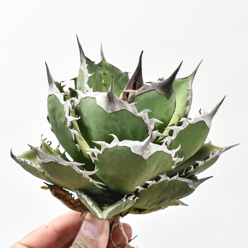 アガベ チタノタ シャークソード 