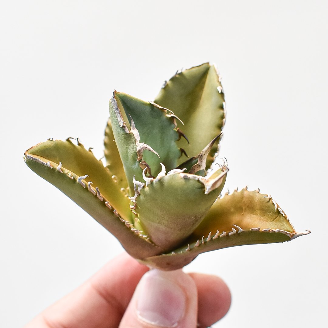 アガベ チタノタ シャークソード 