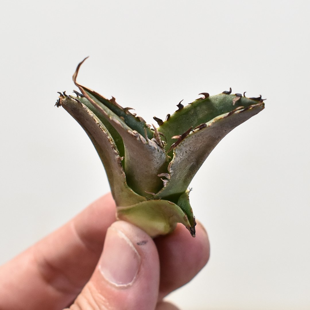 アガベ チタノタ 