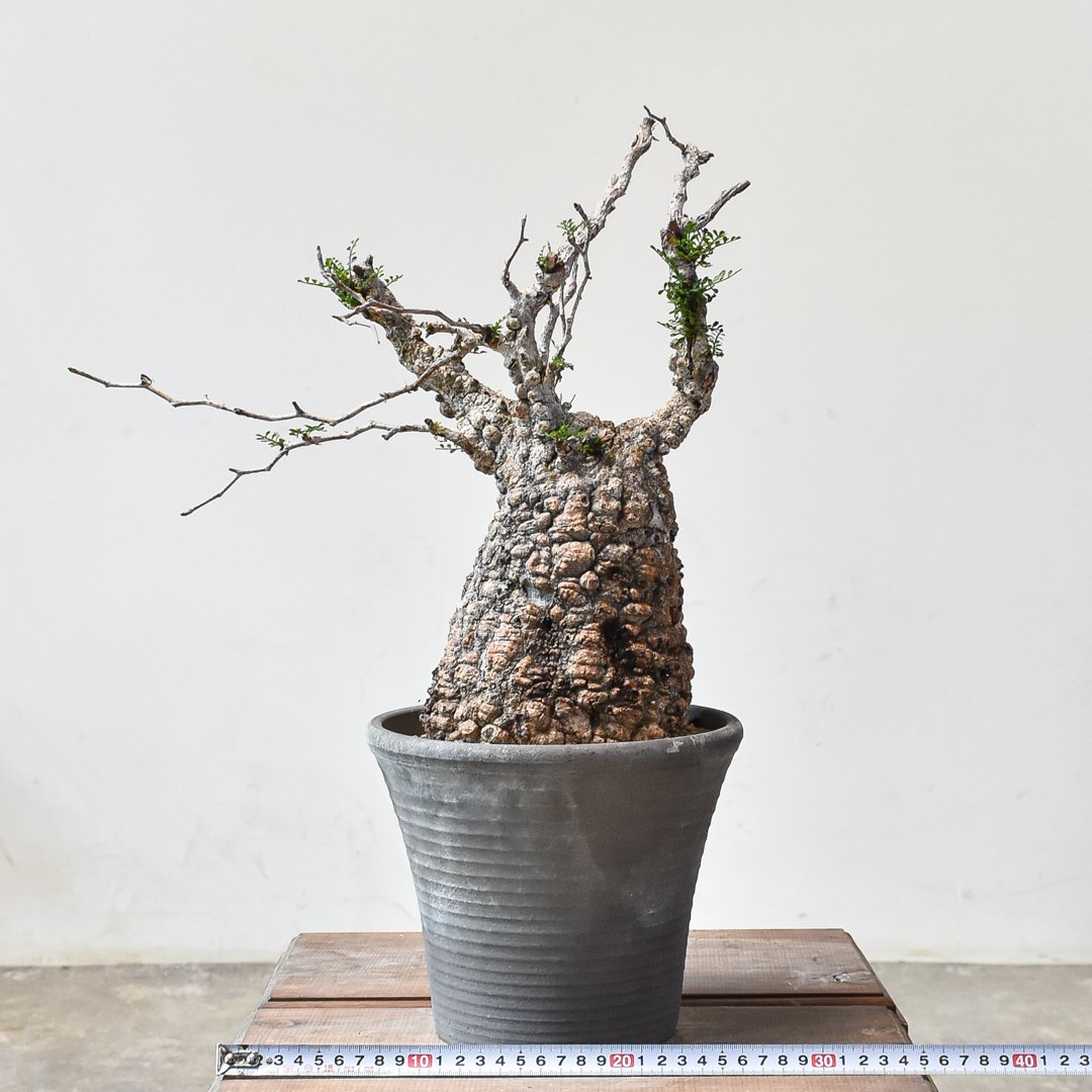 良樹形 （パキプス） 中株／発根済／ワイド枝張り・荒肌塊根の迫力◎ オペルクリカリア・パキプス「塊根植物の王様」(発根管理済) Z2｜観葉