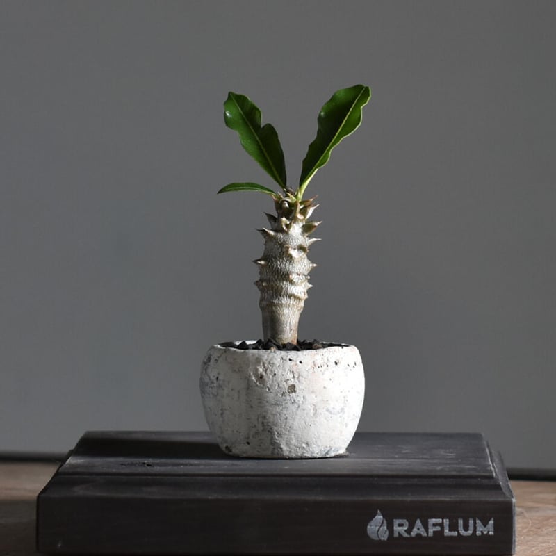 超希少 パキポディウム バロニー ダブルヘッド ツーヘッド 分頭 発根済