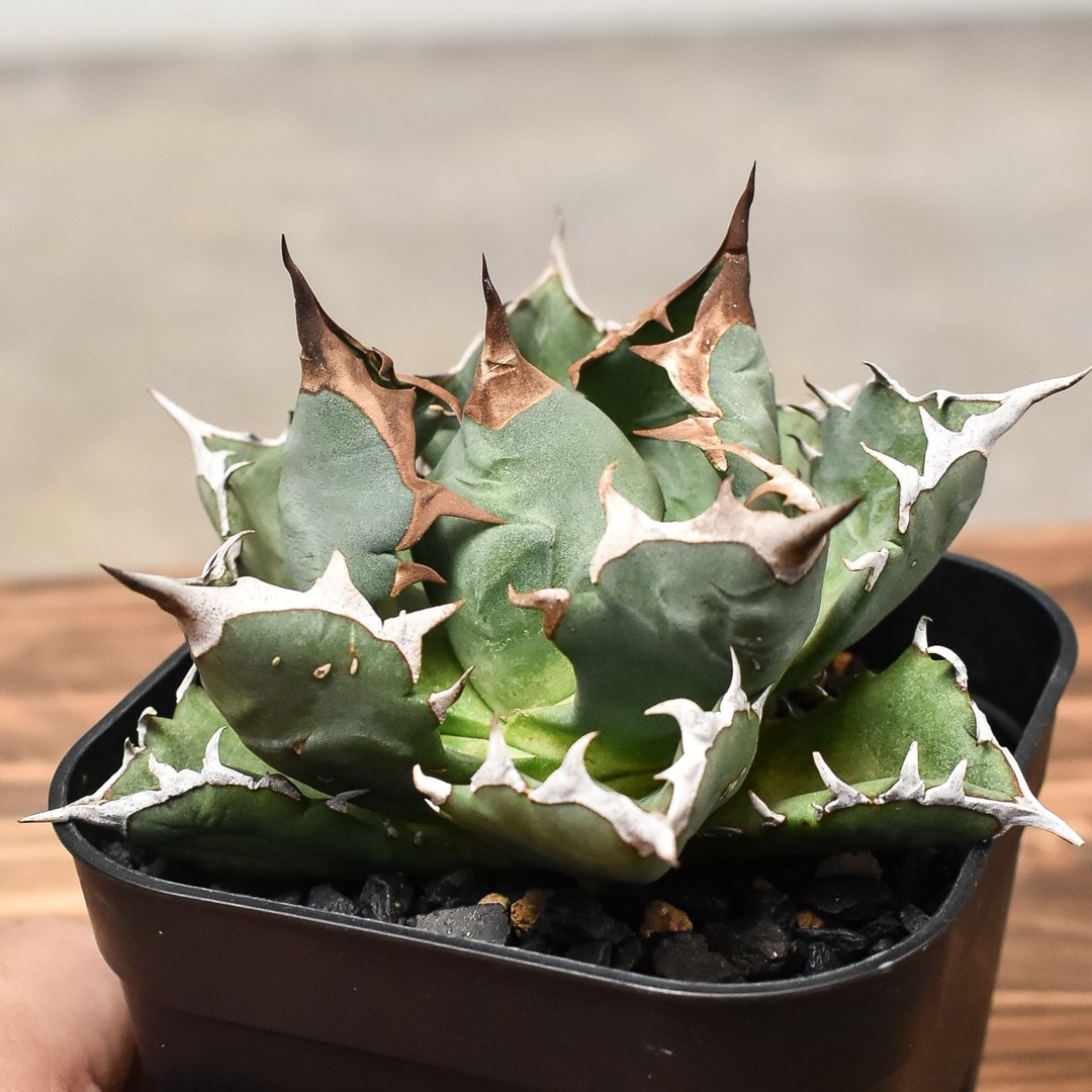 アガベ チタノタ ドワーフ ボールタイプ “姫厳竜” （発根済み