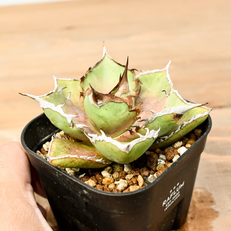 アガベ 鯊魚剣錦 TC株 アガベ チタノタ シャークソード 