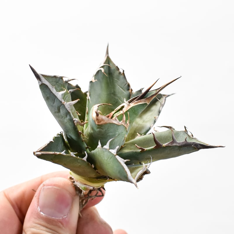 国内実生最高峰】アガベ オテロイ【OSPセレクト株 / 抜き苗 / 実生】7