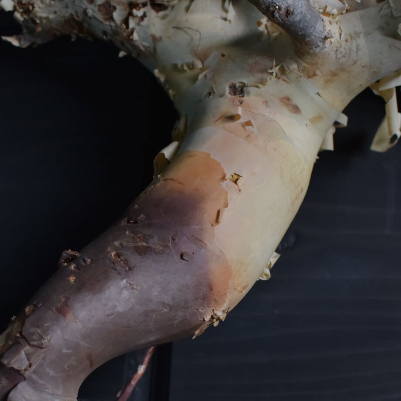 コミフォラ・品種不明(抜き苗) コミフォラ・品種不明(抜き苗)