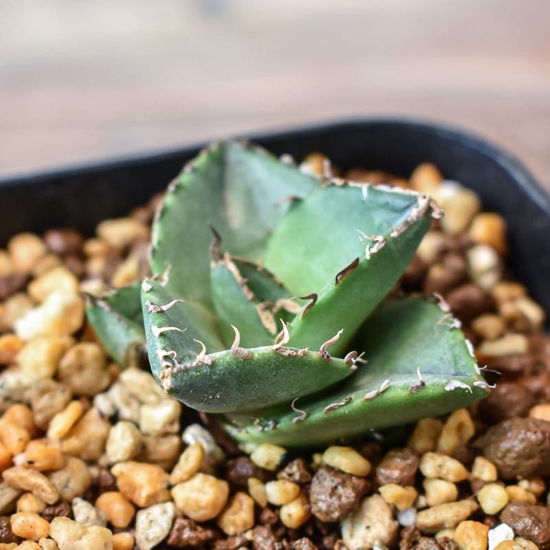 アガベ チタノタ 