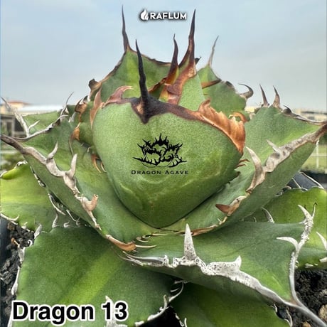 アガベ チタノタ "ドラゴン13" 【台湾 dragon agave産/抜き苗/子株】DG2401181(T)