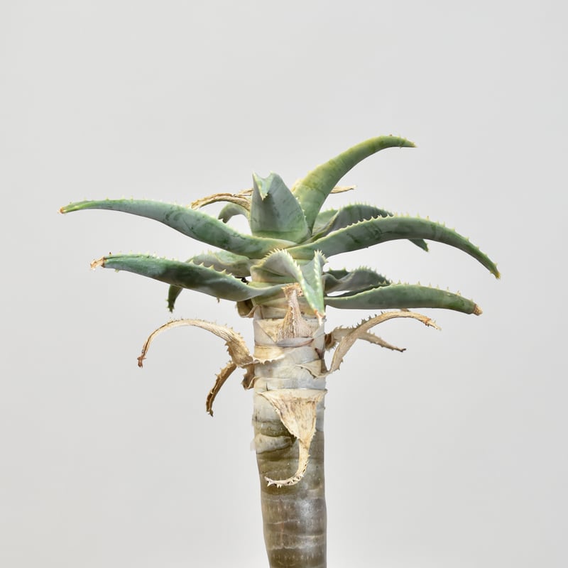 種20粒 アロエ ピランシー 20粒 アロエ・ピランシー Aloe pillansii 種子
