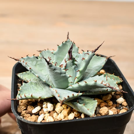 アガベ ハイブリット 日系イシスメンシス×象牙妖炎（陽炎エボリ）【台湾botanical_seeker産】RF25011388