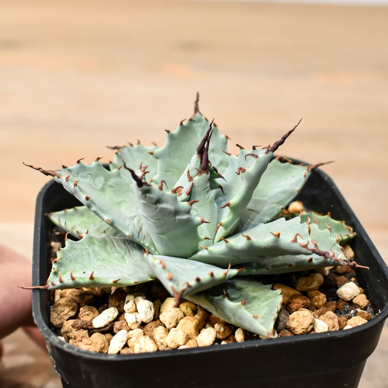 102、アガベ　パリー　斑入り　短葉　丸葉　デザートデライト 102、アガベ パリー 斑入り 短葉 丸葉 デザートデライト 102、アガベ