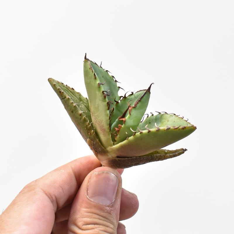 アガベ チタノタ 歐若拉 / 