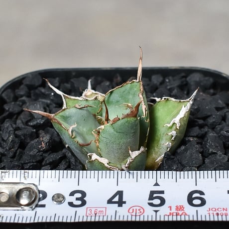 アガベ チタノタ "シャークソウイ" 【発根済み/子株】 RF231487(T)