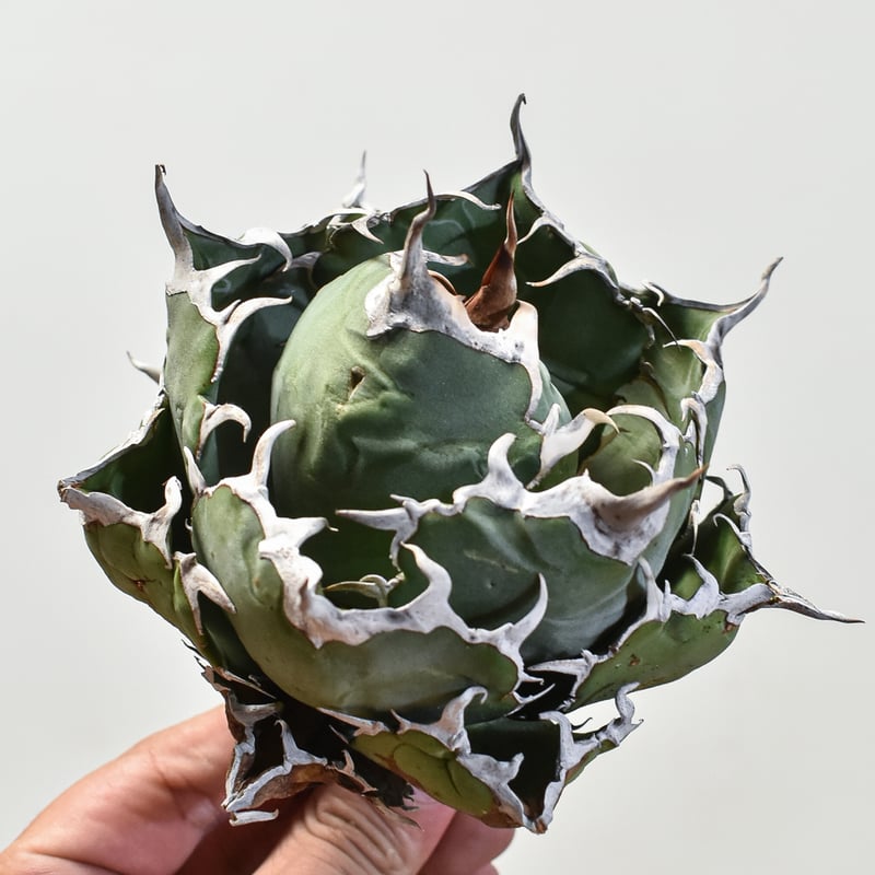 アガベ チタノタ 白鯨 中株 現品 アガベ チタノタ 白鯨 中株 | Agave Rocon