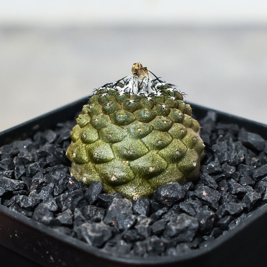 リザードスキン群生　コピアポア　特大苗　鉢ごと発送　国内繁殖苗　ヒポガエア コピアポア ヒポガエアリザードスキン Copiapoa hypogaea