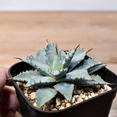 アガベ ハイブリット 日系イシスメンシス×象牙妖炎（陽炎エボリ）【台湾botanical_seeker産】RF25011364