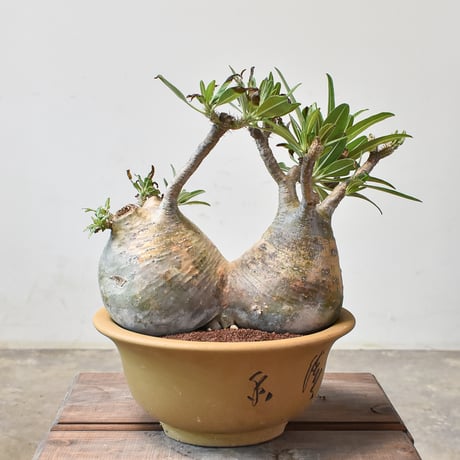 パキポディウム・グラキリス valiem青坊主白肌発根済現地球